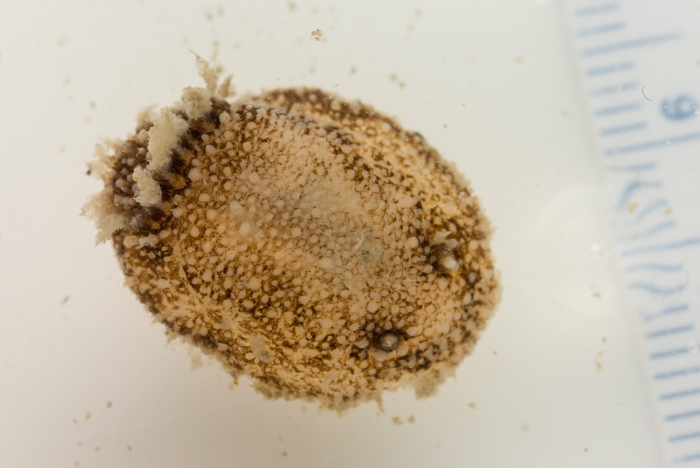 Onchidoris bilamellata - live Onchidoris bilamellata - live