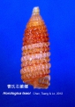 Horologica tsaoi Chen, Tseng & Lo, 2012, author: Chen WJ, CF Tseng & LC Lo
