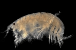 Bathyporeia pilosa Lindström, 1855