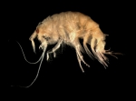Amphipoda