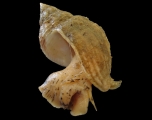 Buccinum undatum Linnaeus, 1758, author: Hans Hillewaert