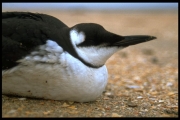 Common Guillemot - Uria aalge (Pontoppidan, 1763), author: VLIZ (Jan Seys)