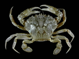 Liocarcinus vernalis (Risso, 1827), author: Hans Hillewaert