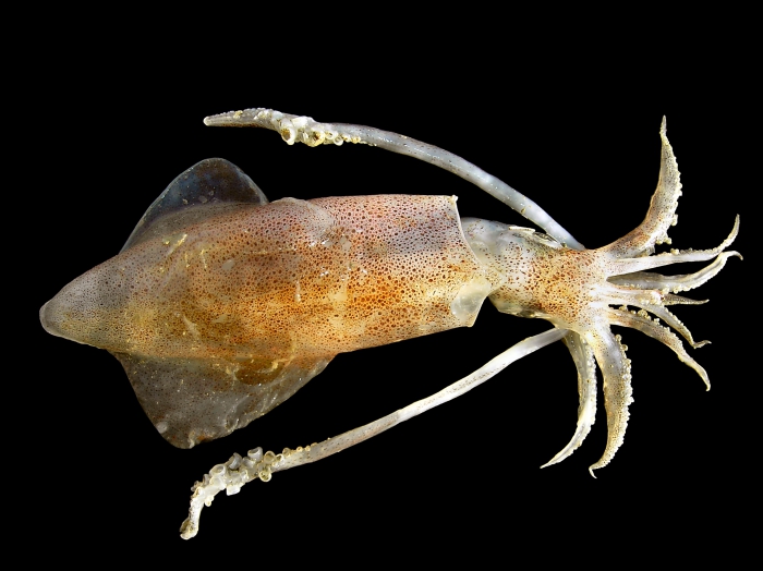 Loligo vulgaris Lamarck, 1798 Loligo vulgaris Lamarck, 1798