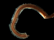 Phyllodoce maculata-mucosa