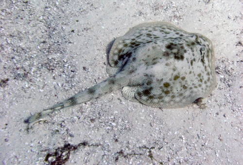 Urobatis jamaicensis Urobatis jamaicensis