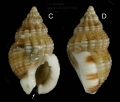 Nassarius incrassatus (Ström, 1768) Specimen from La Goulette, Tunisia (among algae 0-1 m, 23.02.2020), actual size 9.5 mm. Note the characteristic black spot in siphonal canal (arrow)