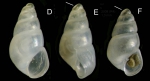 Odostomia kromi van Aartsen, Menkhorst &  Gittenberger, 1984Specimens from La Goulette, Tunisia (among algae 0-1 m, 27.05.2009), actual size 1.6 et 1.3 mm