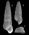 Chrysallida terebellum (Philippi, 1844)Specimens from La Goulette, Tunisia (soft bottoms 10-15 m, 19.01.2010), SEM, actual size 3.2 and 2.3 mm. F: protoconch, scale bar 100 µm, same spcimen as  E; the line indicates coiling axis