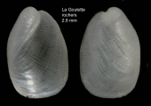 Philine catena (Montagu, 1803) Specimen from La Goulette, Tunisia (among algae 0-1 m, 30.08.2008), actual size 2.8 mm, author: Antit, Mouna