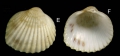 Parvicardium scriptum (Bucquoy, Dautzenberg & Dollfus, 1892) Spcimen from La Goulette, Tunisia (among seagrass Cymodocea, 30.03.2009), actual size 4.3 mm.