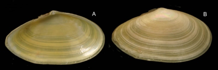 Tellina nitida Poli, 1791  Specimen from La Goulette, Tunisia (soft bottoms 10-15 m, 18.08.2009), actual size 35 mm