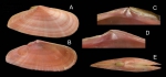 Mollusca (molluscs)