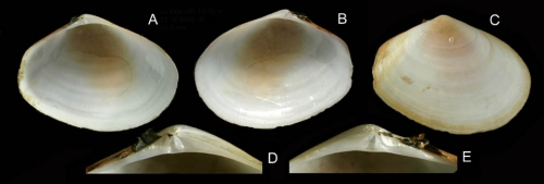 Macoma cumana (Costa, 1829) Specimen from La Goulette, Tunisia (soft bottoms 10-15 m, 23.12.2009), actual size 20.5 mm