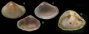 Corbula gibba (Olivi, 1792) Specimens from La Goulette, Tunisia (soft bottoms 10-15 m, 29.06.2009 and 19.01.2010), actual size 3.9 and 5.0 mm. Note severe drilling on the larger specimen., author: Antit, Mouna