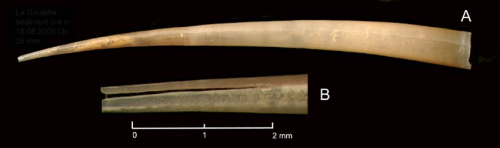 Fustiaria rubescens (Deshayes, 1825) Specimen from La Goulette, Tunisia (soft bottoms 3-4 m, 18.08.2009), actual size 38 mm; B: Detail of posterior end showing the slit, scale: 2 mm.