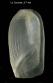 Ascobulla fragilis (Jeffreys, 1856)Shell from La Goulette, Tunisia (among algae 0-1 m, 30.06.2008), actual size 2.7 mm.