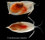 Ostracoda