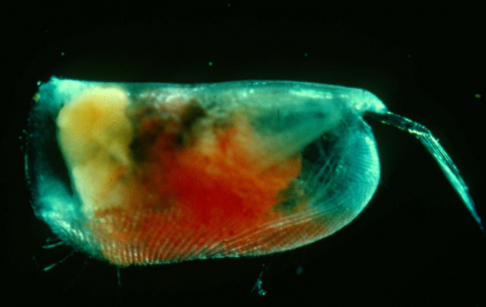 Halocyprididae from the deep Atlantic