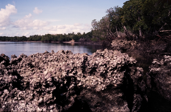 Natural oyster growth