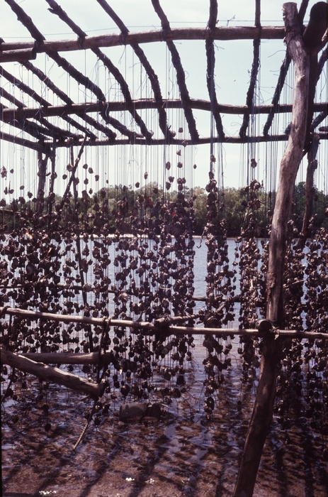 Oyster culture of Prof. Polk at Gazi Bay 2