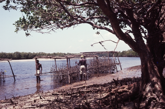 Oyster culture of Prof. Polk at Gazi Bay