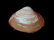 Spisula subtruncata (da Costa, 1778)