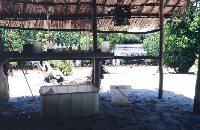 The field laboratory at Gazi Bay