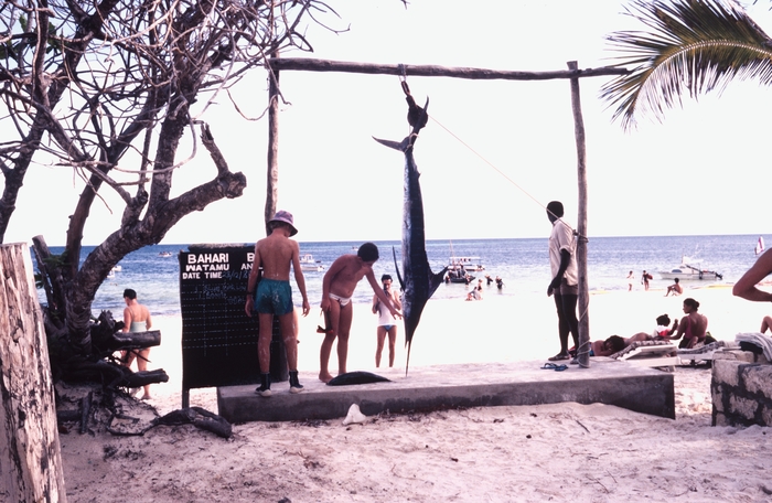 Weighing a marlin at Bahari, Kenya