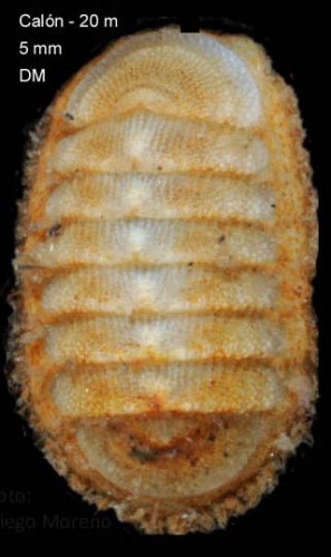 Leptochiton cancellatus (Sowerby, 1840)Specimen from Calón, Almería, Spain (actual size 5.0 mm). Leptochiton cancellatus (Sowerby, 1840)Specimen from Calón, Almería, Spain (actual size 5.0 mm).
