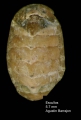 Polyplacophora
