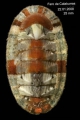 Polyplacophora