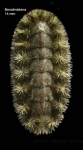 Polyplacophora