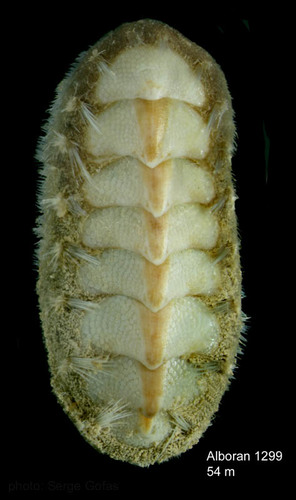 Acanthochitona discrepans (Brown, 1827)Specimen from Isla de Alboran (col. MNHN) (actual size 6.4 mm).