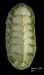 Polyplacophora