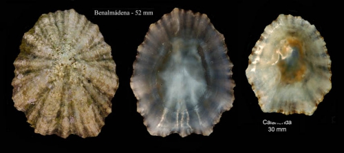 Patella caerulea Linnaeus, 1758Specimens from Benalmádena and Calahonda, Málaga, Spain (actual sizes 52 mm and 30 mm).