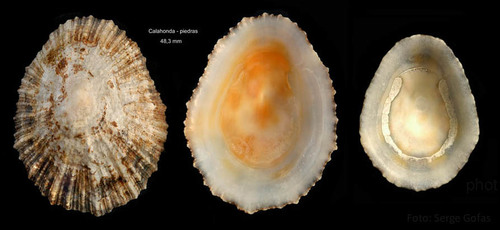 Patella ulyssiponensis Gmelin, 1791Specimens from Calahonda, Málaga, Spain (actual sizes 48.3 and 38.0 mm).