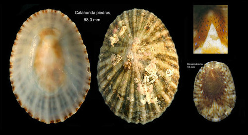 Cymbula nigra (da Costa, 1771)Adult specimen from Calahonda, Málaga, Spain (actual size 58 mm, and juvenile from Benalmádena, Spain (actual size 10 mm).