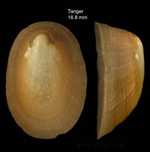 Ansates pellucida (Linnaeus, 1758)Shell from Tangiers, Morocco (col. MNHN) (actual size 16.8 mm). [