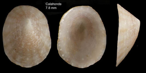 Tectura virginea (O.F. Müller, 1776)Shell from  Calahonda, Málaga, Spain (actual size 7.8 mm).