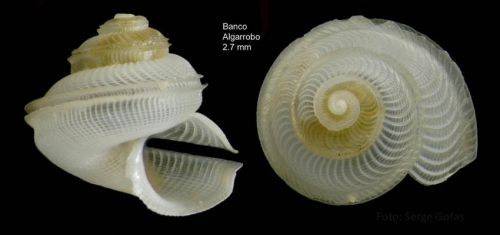 Anatoma aspera (Philippi, 1844)Specimen from Djibouti Banks, Alboran Sea, 350-365 m (actual size 2.7 mm).