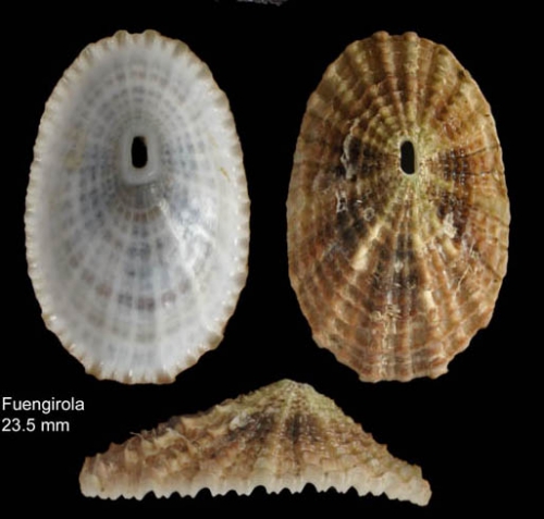 Diodora graeca (Linnaeus, 1758)Specimen from Benalmádena, Spain (actual size 14 mm).