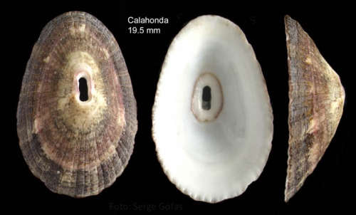 Fissurella nubecula (Linnaeus, 1758)Specimen from Calahonda, Málaga, Spain (actual size 19.5 mm)