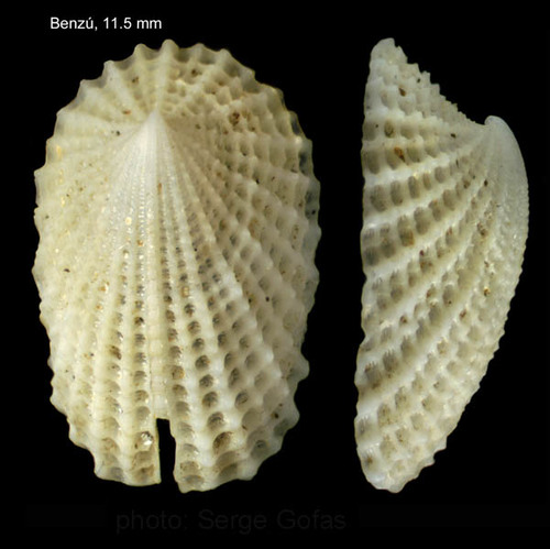 Emarginula octaviana Coen, 1939Specimen from Benzú, Ceuta, Strait of Gibraltar (actual size 11.5 mm).