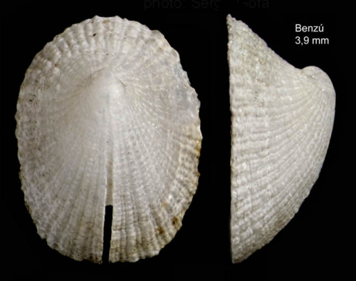 Emarginula solidula Costa, 1829Specimen from Benzú, Ceuta, Strait of Gibraltar (actual size 3.9 mm).