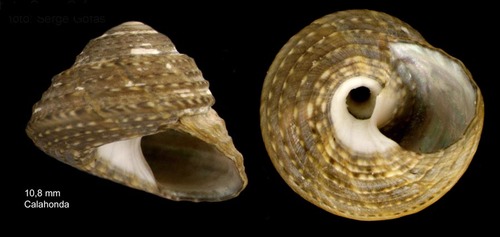 Gibbula philberti (Récluz, 1843)Specimen from Calahonda, Málaga, Spain (actual size 10.8 mm).