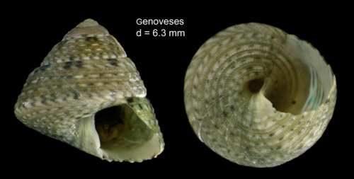 Gibbula leucophaea (Philippi, 1836)Specimen from Genoveses, Almería, Spain among Cymodocea beds (actual size 6.3 mm).