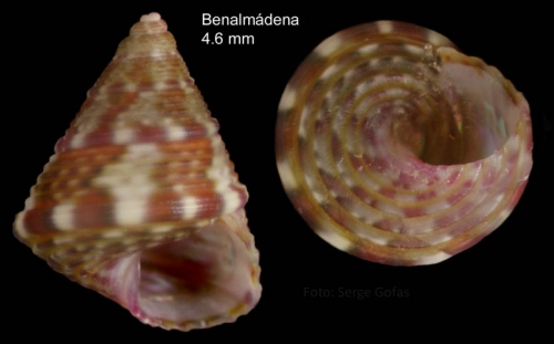 Jujubinus ruscurianus (Weinkauff, 1868)Specimen from Benalmádena, Spain (actual size 4.6 mm).