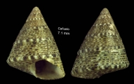 Jujubinus striatus (Linnaeus, 1758)Specimen from Caelo, Maga, Spain (actual size 7.1 mm), author: Rueda, JosLuis