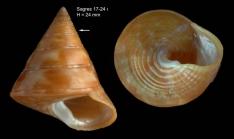 Calliostoma conulus (Linnaeus, 1758)Specimen from Sagres, Portugal (actual size 24 mm).